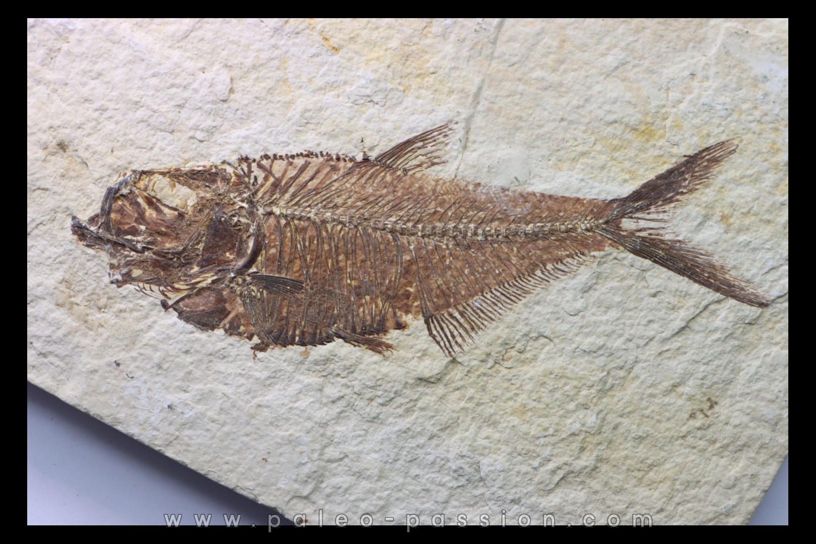 poisson fossile Diplomystus dentatus - USA