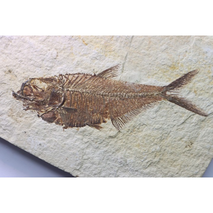 poisson fossile Diplomystus dentatus - USA