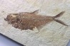 Diplomystus dentatus