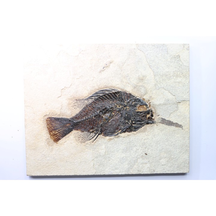 poisson fossile Cockerellites liops - eocène - USA