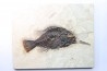 Cockerellites liops