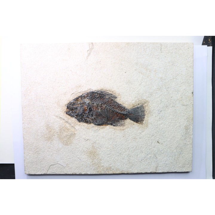 Cockerellites liops
