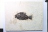 Cockerellites liops