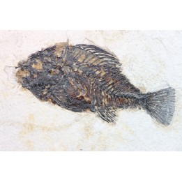 Cockerellites liops