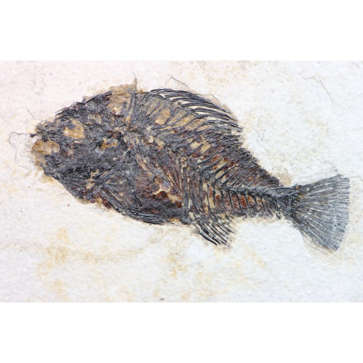 poisson fossile Cockerellites liops - eocène - USA