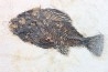 Cockerellites liops