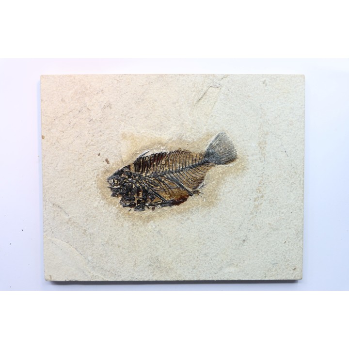 poisson fossile Cockerellites liops - eocène - USA