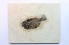Cockerellites liops