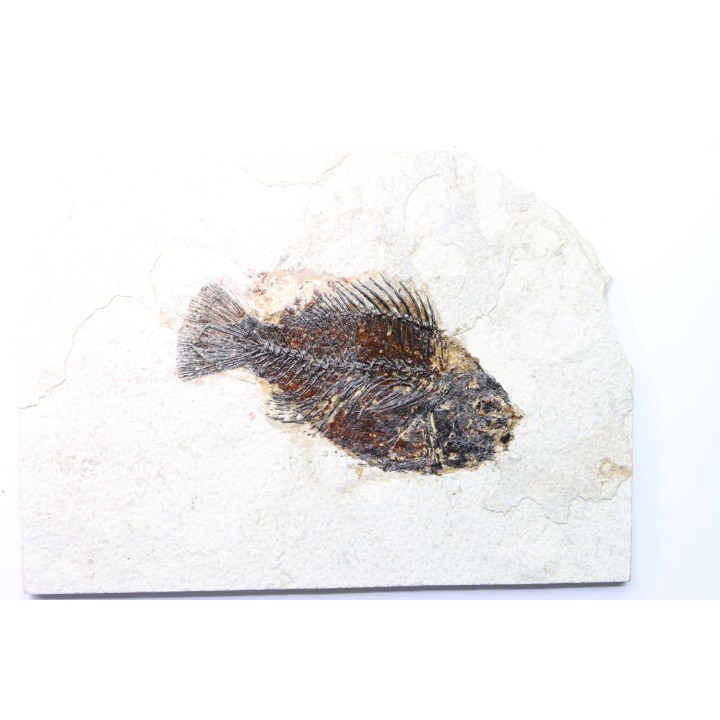 Cockerellites liops