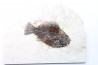 Cockerellites liops