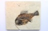 poisson fossile Cockerellites liops - eocène - USA