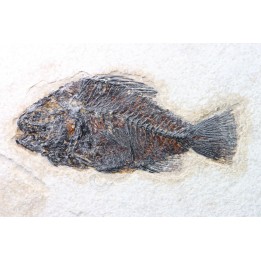 poisson fossile Cockerellites liops - eocène - USA