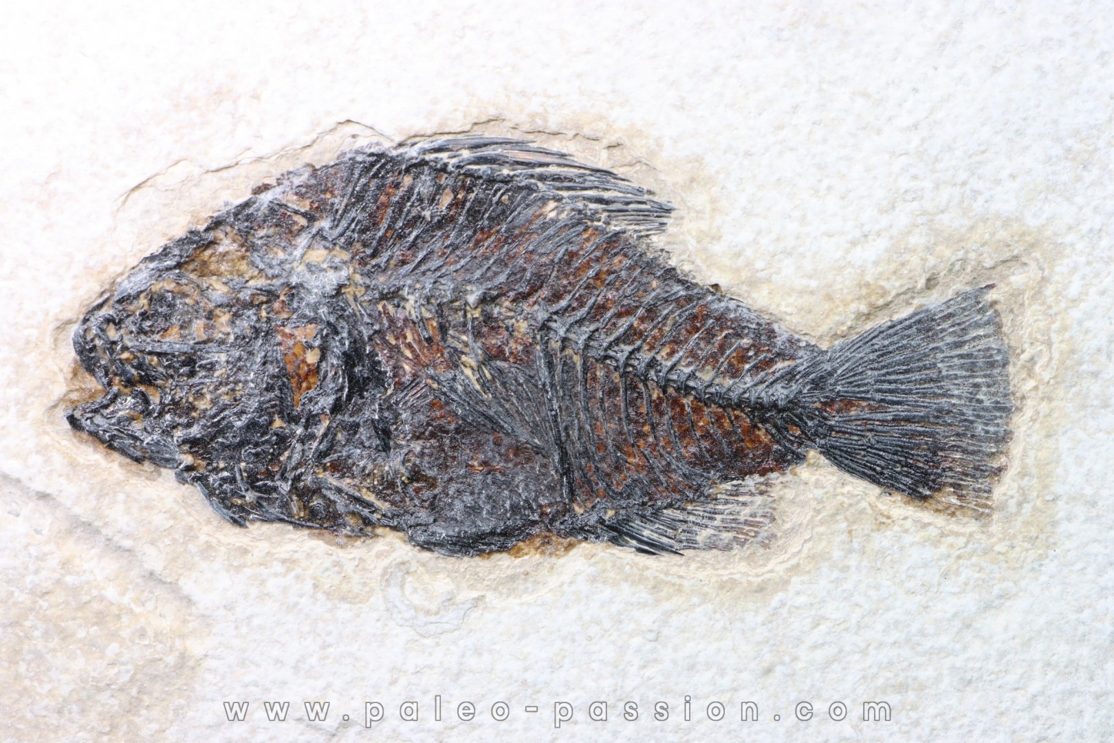 Cockerellites liops