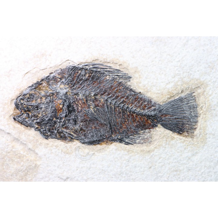poisson fossile Cockerellites liops - eocène - USA