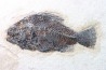 Cockerellites liops