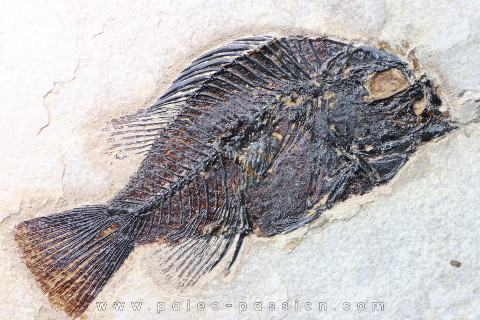 Cockerellites liops