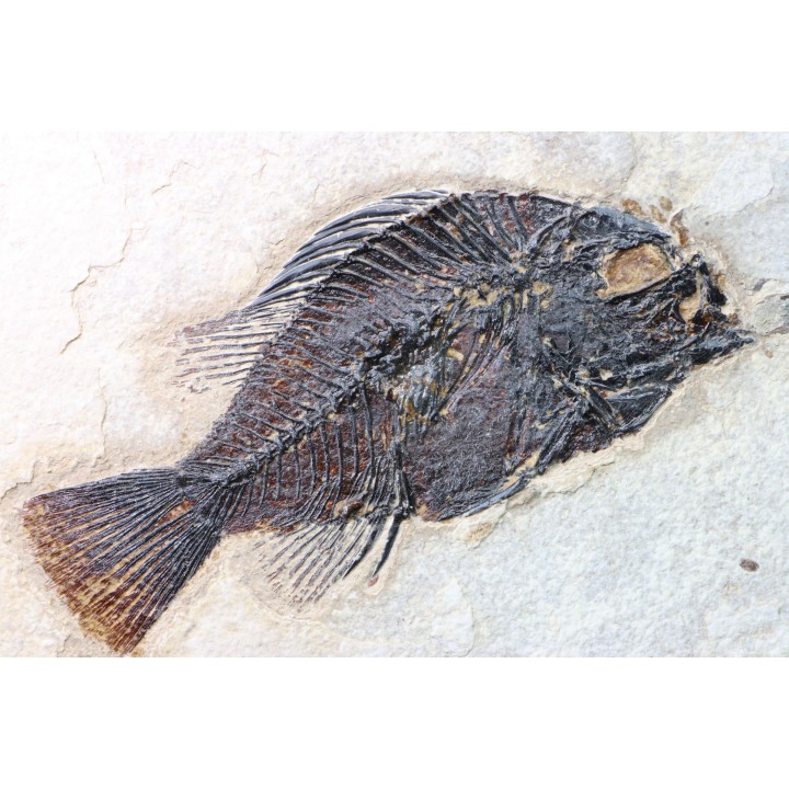 poisson fossile Cockerellites liops - eocène - USA