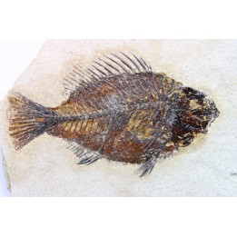 Cockerellites liops