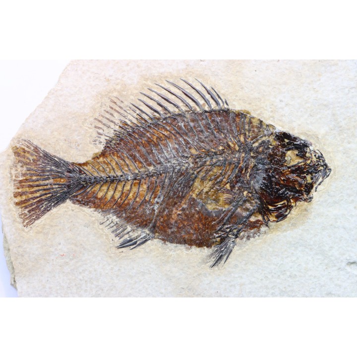 poisson fossile Cockerellites liops - eocène - USA