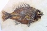 Cockerellites liops