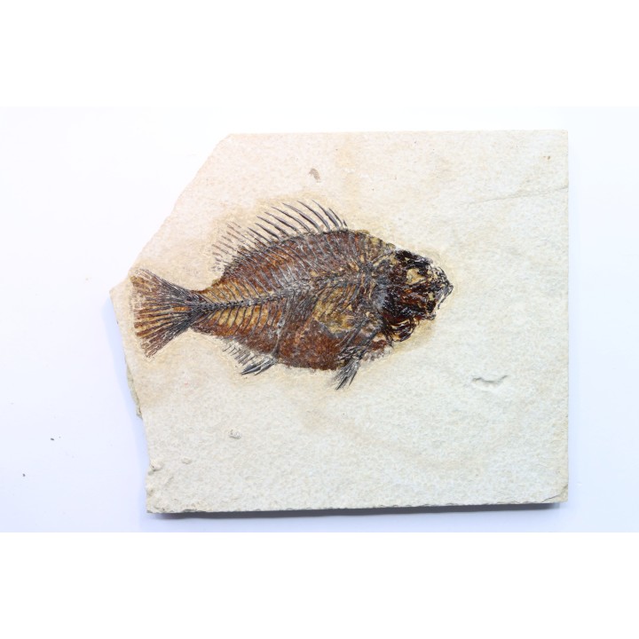 Cockerellites liops