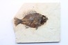 poisson fossile Cockerellites liops - eocène - USA