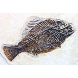 Cockerellites liops