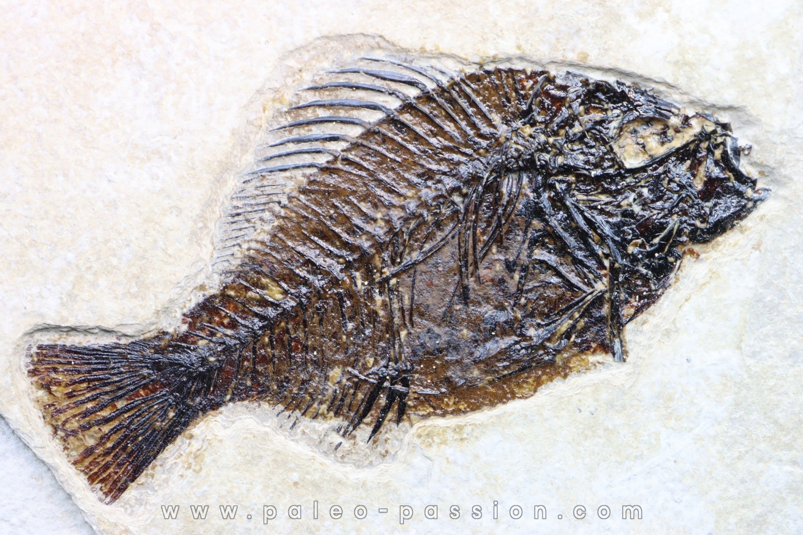 Cockerellites liops