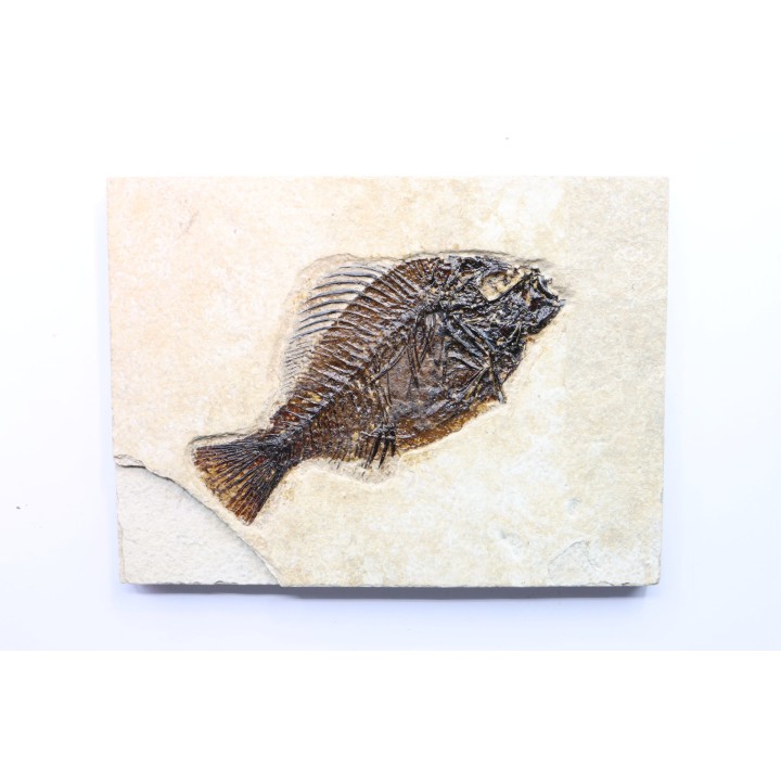 poisson fossile Cockerellites liops - eocène - USA