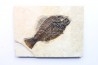 poisson fossile Cockerellites liops - eocène - USA