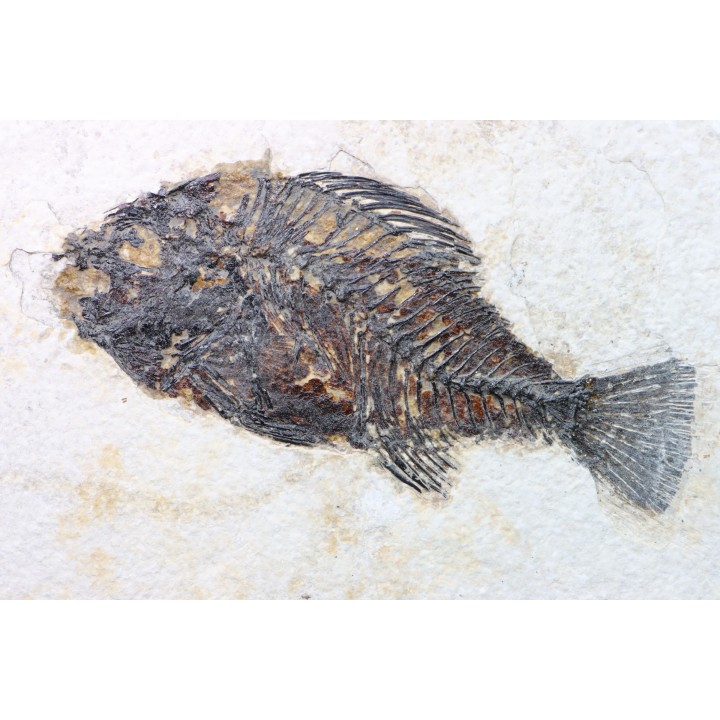 poisson fossile Cockerellites liops - eocène - USA