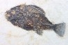 poisson fossile Cockerellites liops - eocène - USA