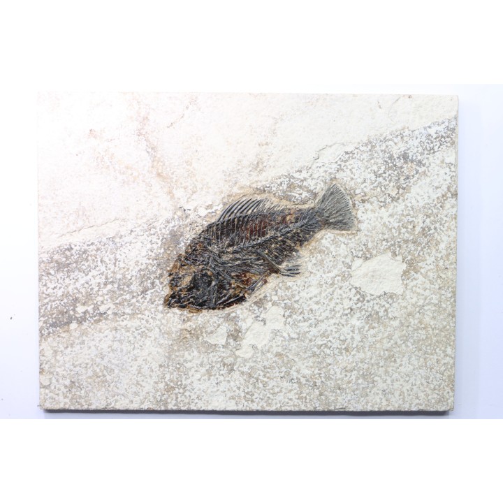 Cockerellites liops