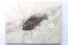 Cockerellites liops