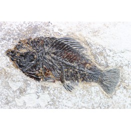 poisson fossile Cockerellites liops - eocène - USA