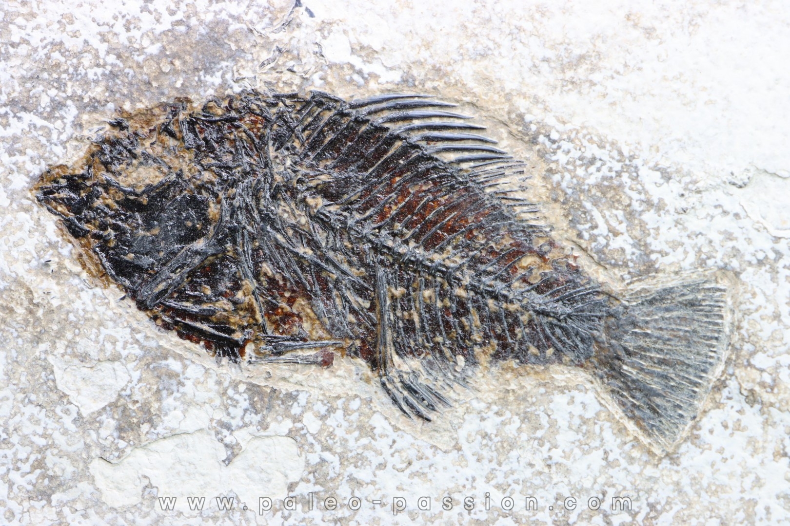 Cockerellites liops