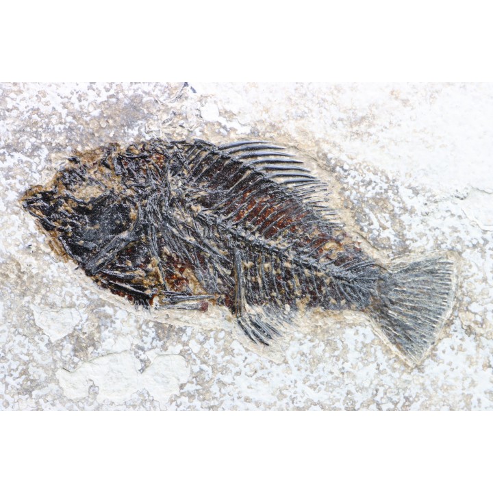 poisson fossile Cockerellites liops - eocène - USA