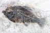 Cockerellites liops