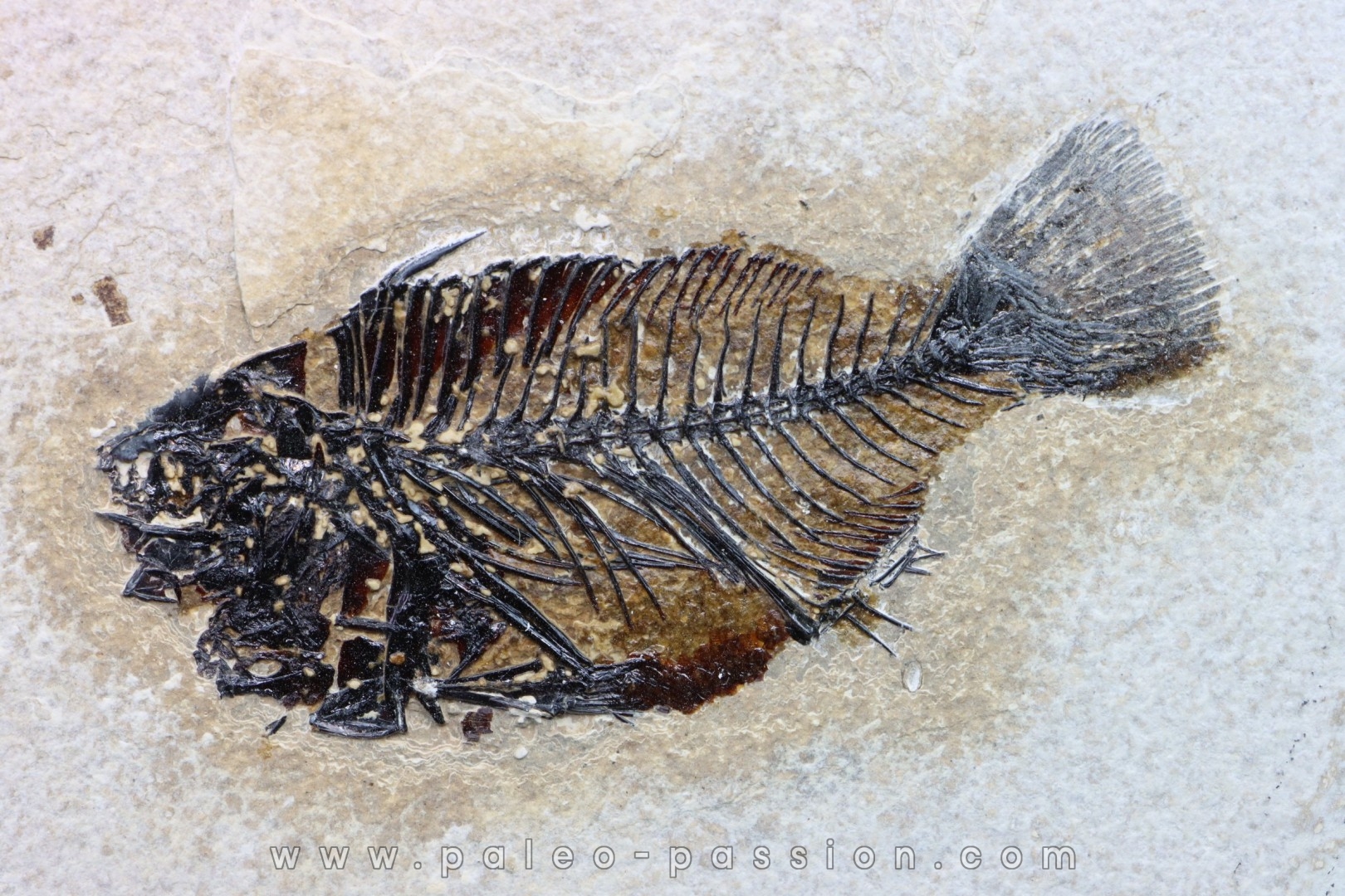 Cockerellites liops
