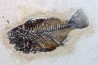 poisson fossile Cockerellites liops - eocène - USA