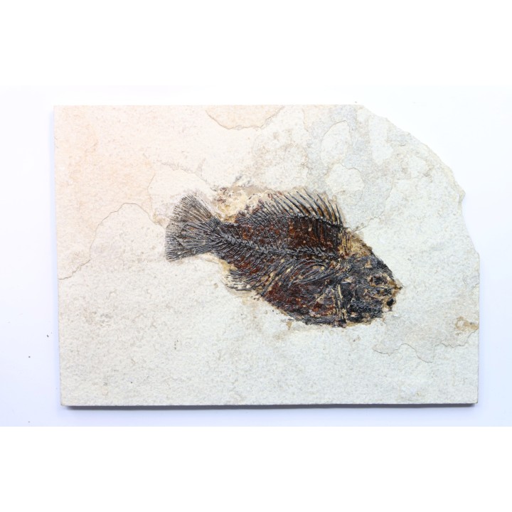 Cockerellites liops