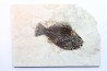 poisson fossile Cockerellites liops - eocène - USA