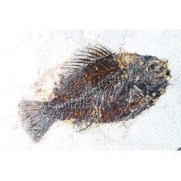 Cockerellites liops
