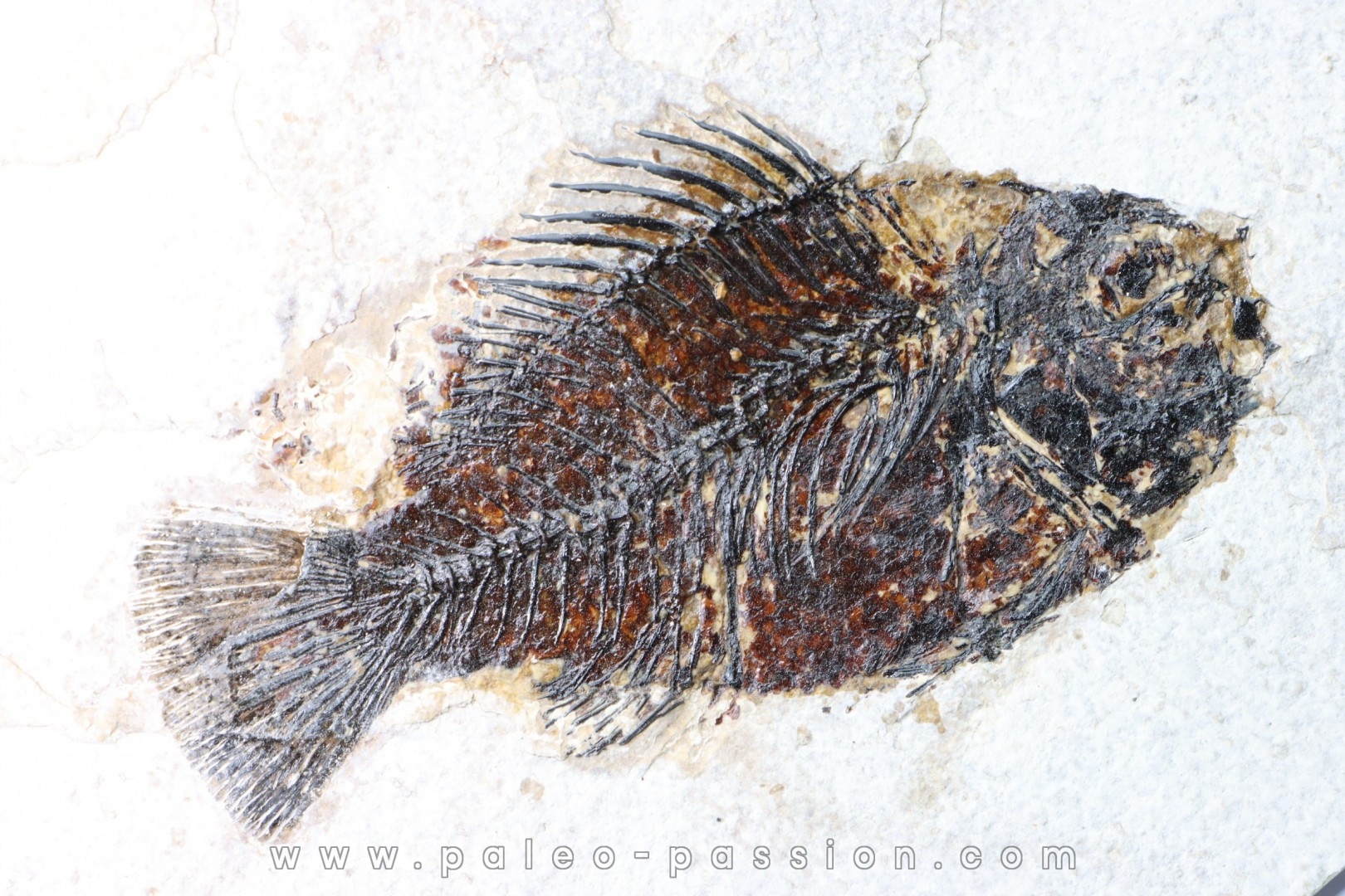 Cockerellites liops