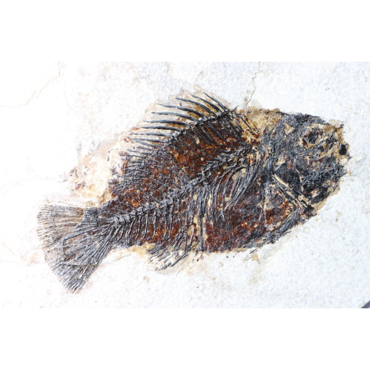 poisson fossile Cockerellites liops - eocène - USA