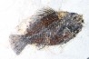 Cockerellites liops