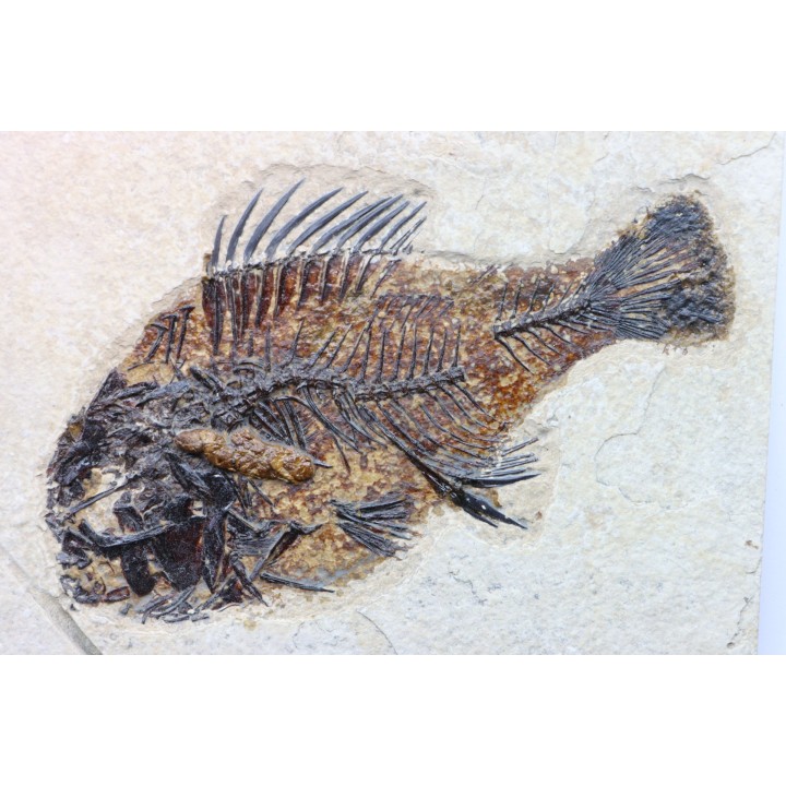 Cockerellites liops