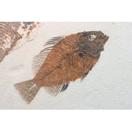 poisson fossile Cockerellites liops - eocène - USA