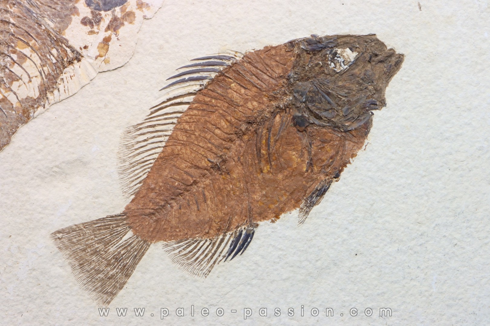 Cockerellites liops