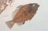 poisson fossile Cockerellites liops - eocène - USA